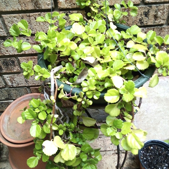 Swedish Ivy Cuttings - Picture 4 of 4